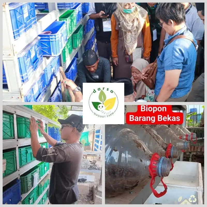 Biopond Produksi Maggot