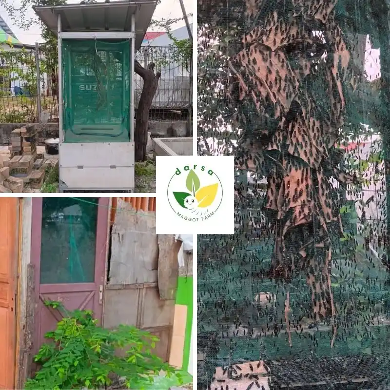 Kandang Lalat BSF